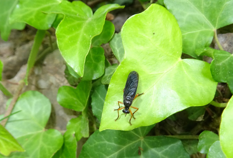 Dioctria sp. - Asilidae